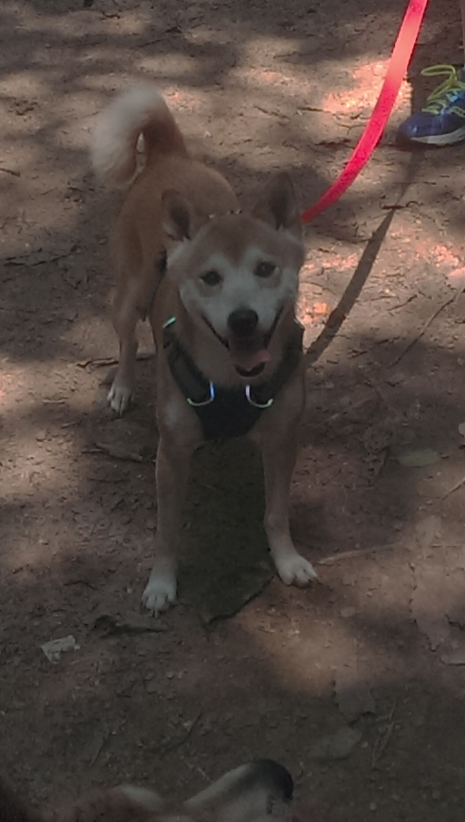 随机Team Liquid扩大电竞教育合作，支持电竞教育的政策