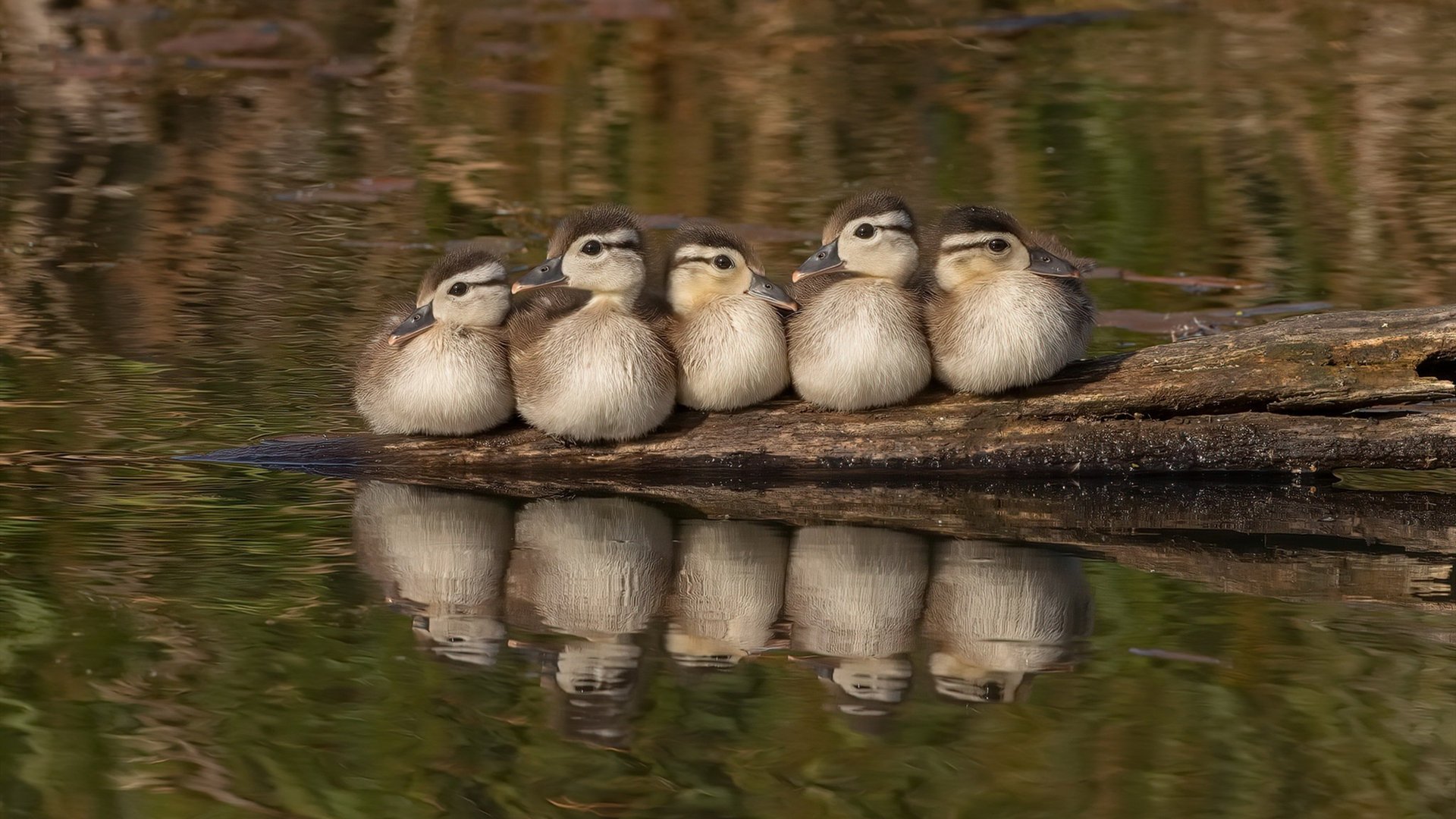随机曼联签下新中锋，丹麦新星首秀破门技惊四座，2021丹麦足球球星
