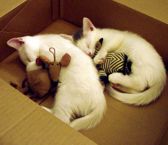 随机皇家马德里镇守主场，闯关拜仁慕尼黑，马德里皇家足球俱乐部