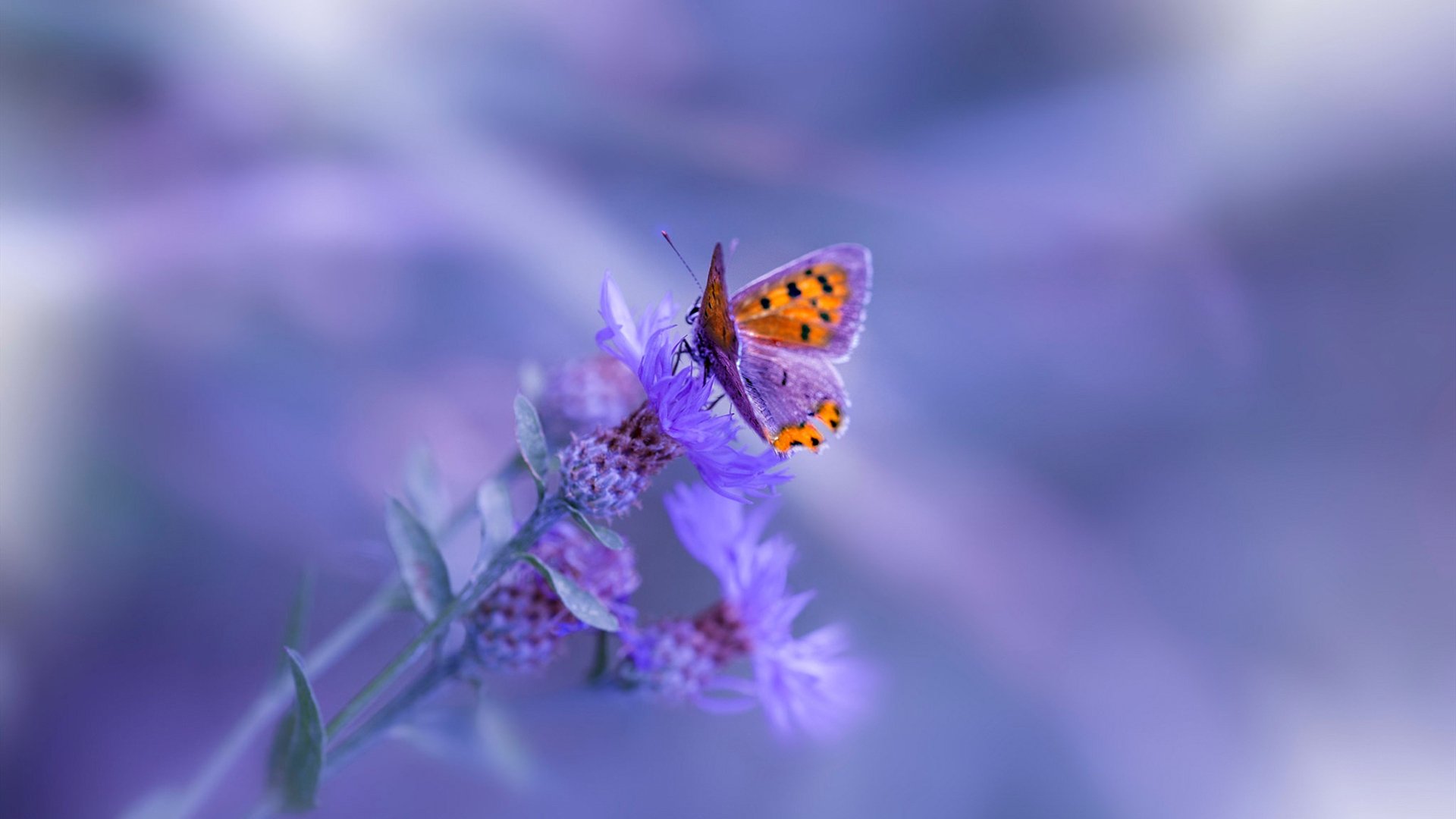 随机贝纳塔驾临那不勒斯，率队主场击败帕尔马，纳夫塔利·贝内特简介