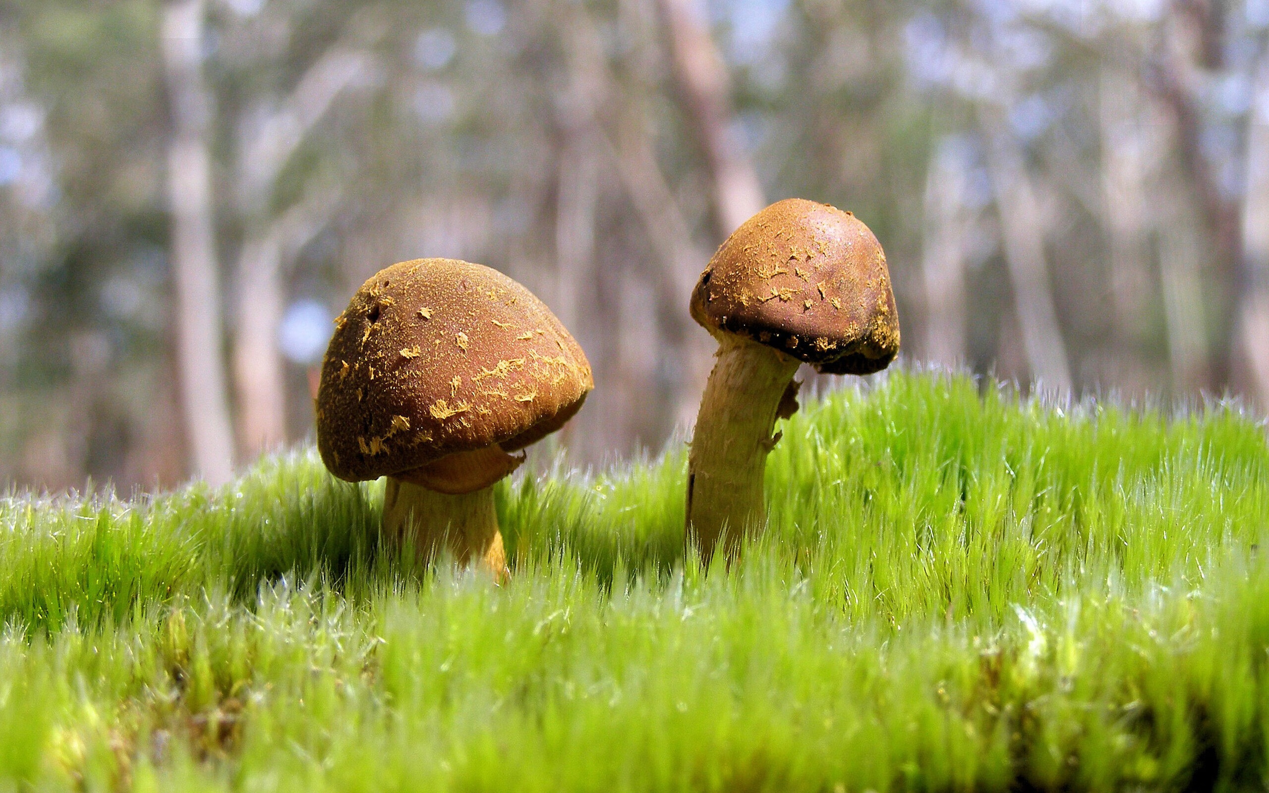 随机阿拉维斯连胜收官，整体表现令人满意，阿拉维斯足球俱乐部百科