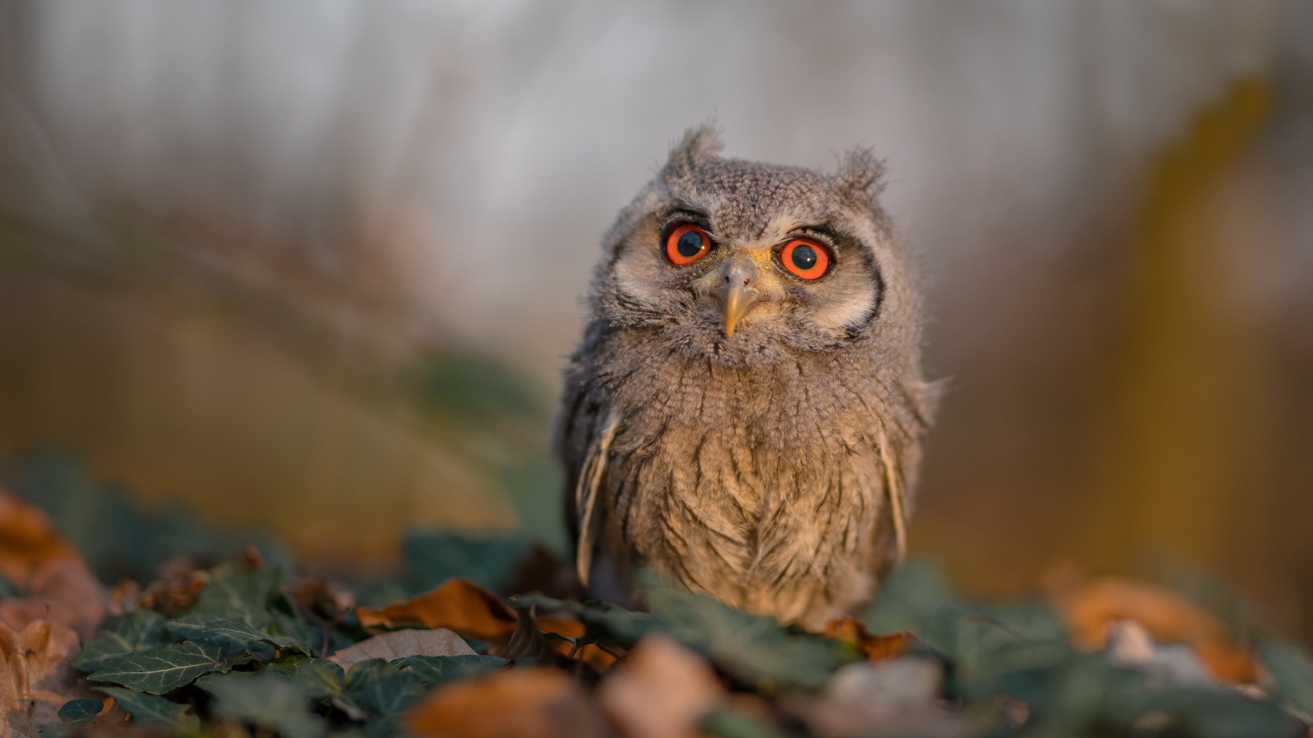 随机青岛队在赛场上再次展现出令人瞩目的实力，青岛队比赛