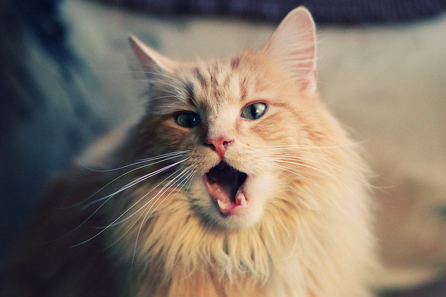 随机世界围棋巅峰对决柯洁力压日韩高手，世界围棋巅峰对决柯洁力压日韩高手是谁