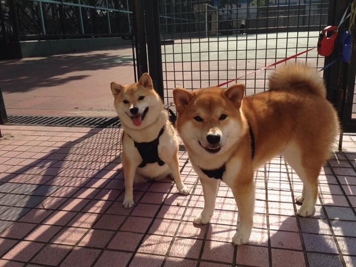 随机中小学生每日体育活动时间落实情况跟踪调研，确保学生每日体育活动时间
