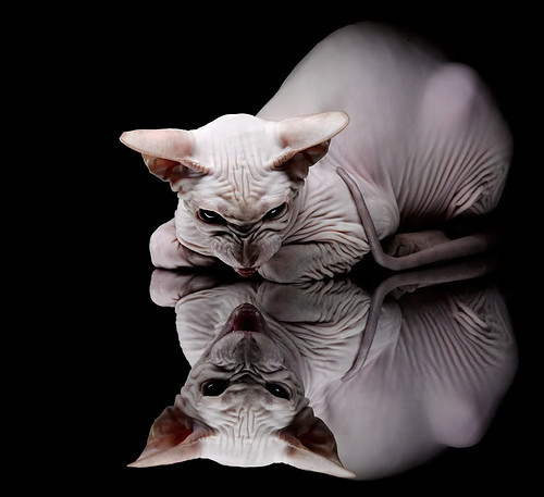 爱游戏娱乐-“跑出速度与激情！SHO-CHAN Run 2025吸引全球目光”