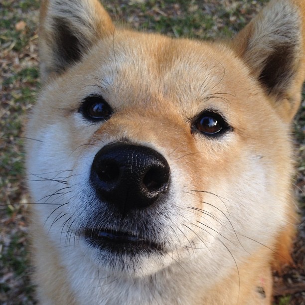 爱游戏-本土教练缺少临场指挥临界条件实操训练，教练员临场可调整机会等级最弱的项目