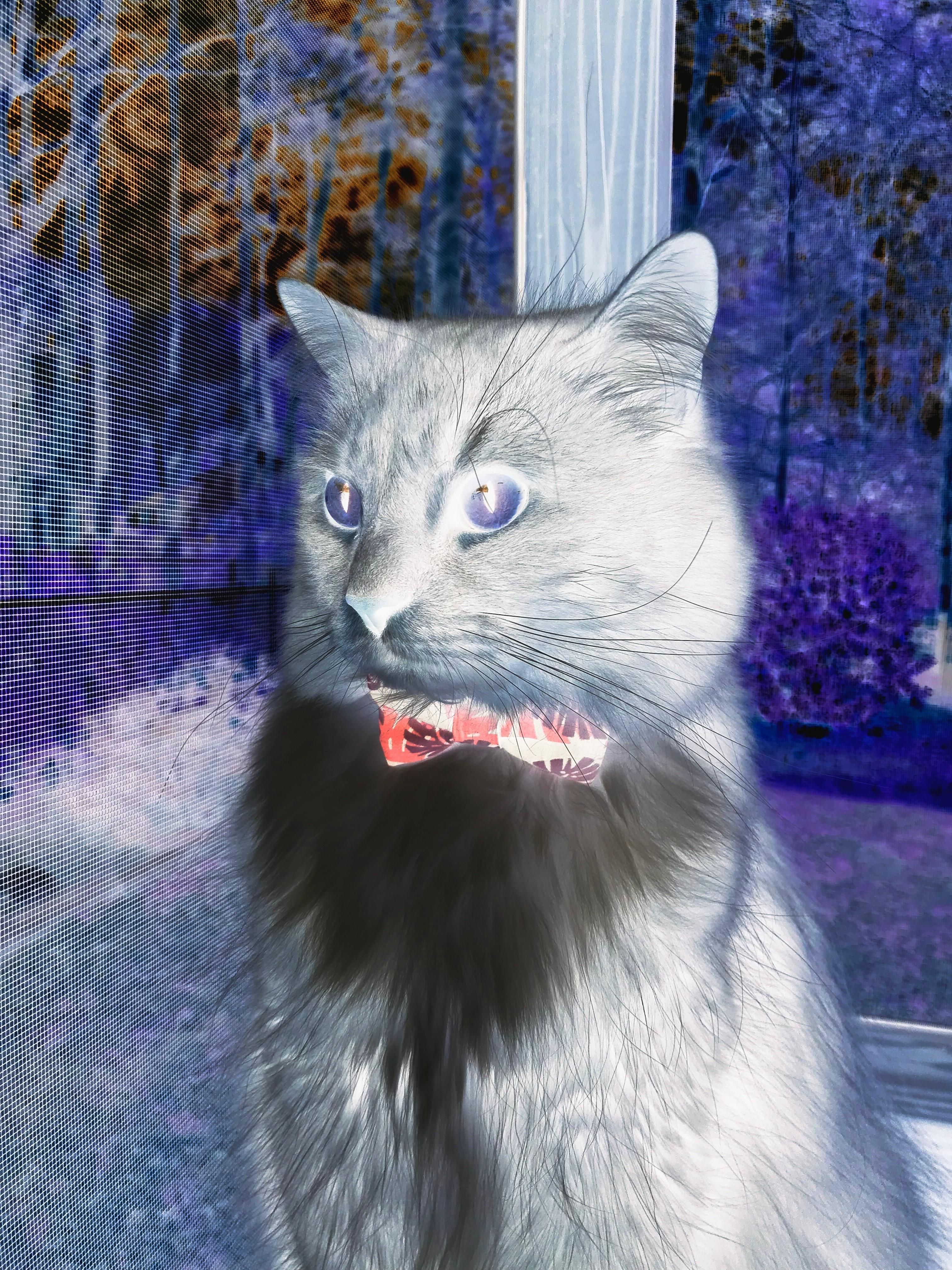 爱游戏官网-国际田径联合会发布最新竞赛标准，国际田径比赛项目